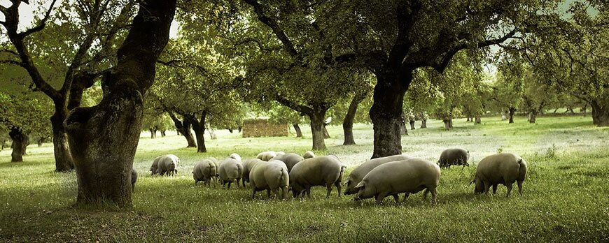 Iberian pigs forage below oak trees in a Spanish dehesa. Source.