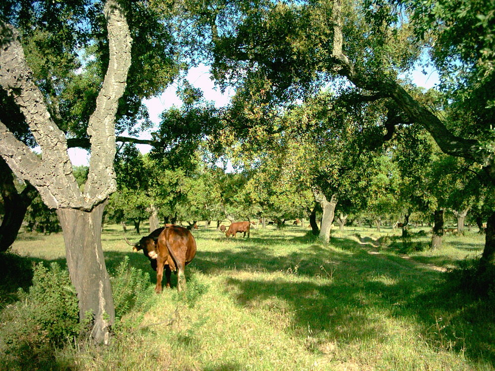 Cattle graze in a cork oak savannah - a classic dehesa ecosystem that produces much of the cork used in Europe’s wine industry. The cork is in the bark of the tree and is periodically removed, as can be seen here. Source.