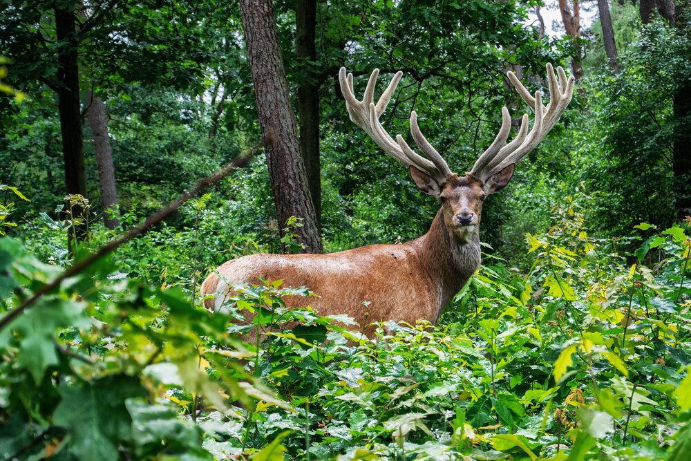 red deer english ivy forest landscape management mesolithic hedera helix
