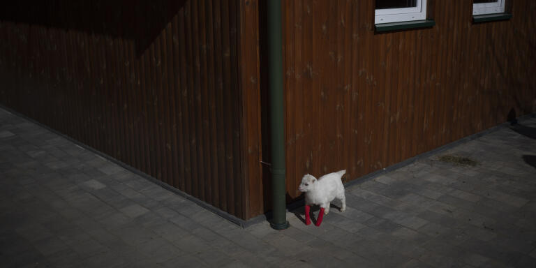 Sascha, a baby goat with deformed hoofs rescued from Ukraine, walks with stumps at the Ada veterinarian clinic in Przemysl, Poland, Monday, March 14, 2022. A veterinarian clinic in the eastern Poland has set up a rescue service for the pets left behind in Ukraine during the war. They have already helped rescue more than 400 animals from the war zone. (AP Photo/Daniel Cole)