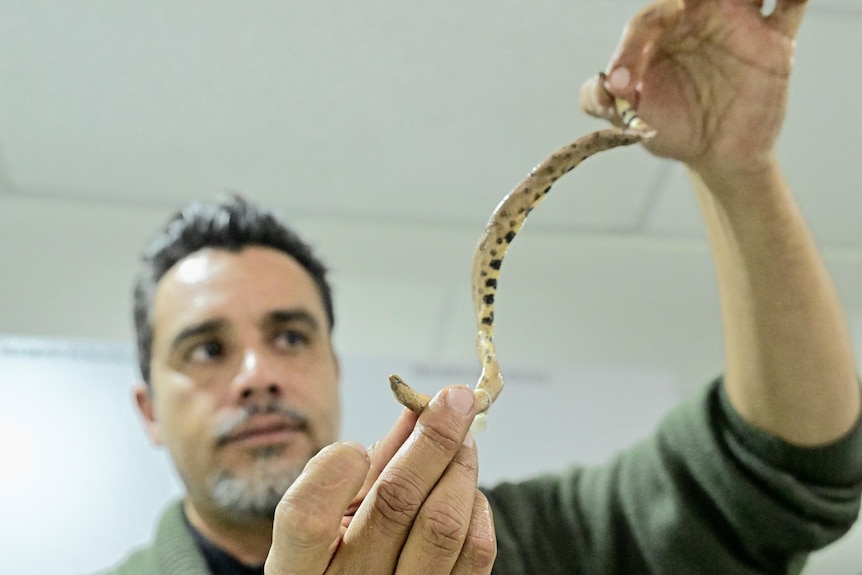 A man holds a small yellowish snake in his hands for a photograph.