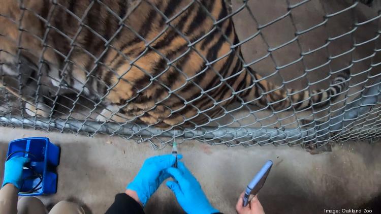 Ginger, an elderly tiger at the Oakland Zoo, was the Zoo's first animal to receive a vaccination against Covid-19.