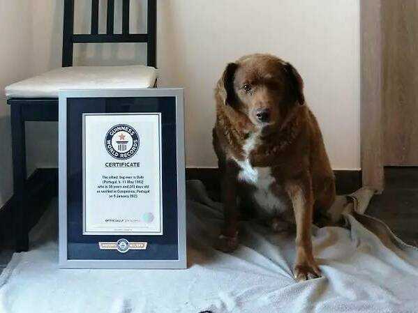 bobi-with-his-guinness-world-records-certificate_tcm25-736303-242aeb9b73a279ad3ba5abd9bd2bcdfbc4bc7393-s1100-c50.jpg