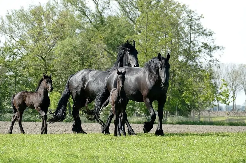 Friesian-horses.webp