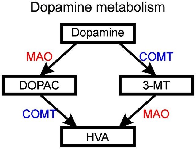 The_metabolism_of_dopamine_into_DOPAC_34_dihydroxyphenylacetic_acid_and_3_MT.jpg