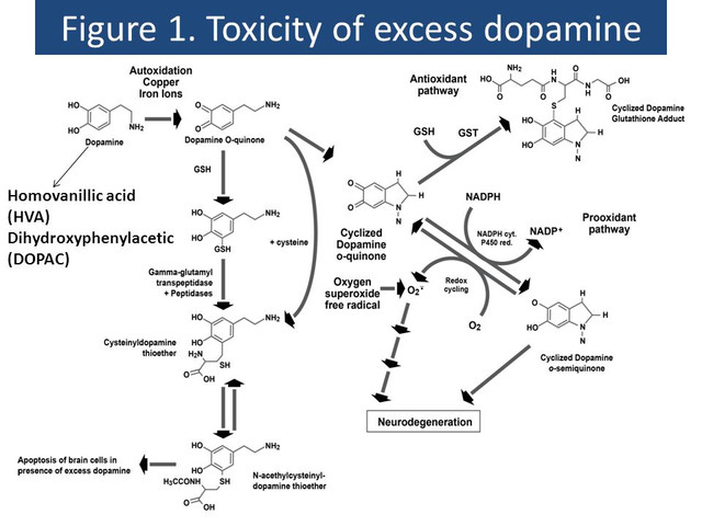 Figure_1_Toxicity_of_excess_dopamine.jpg