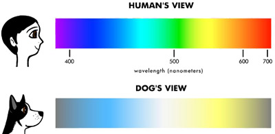 dog visual range compared to humans