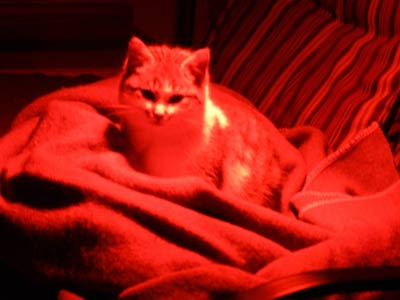 red-light-therapy-cat.jpg