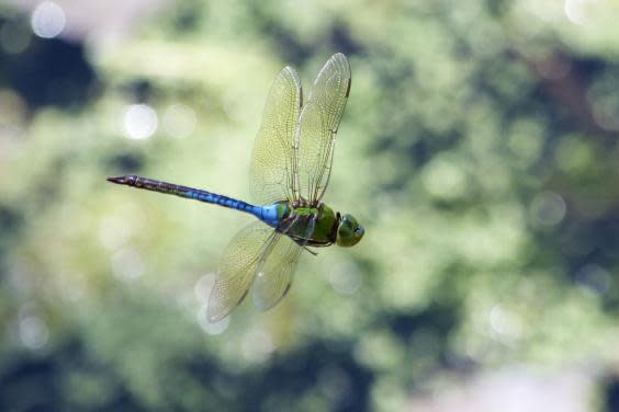 A common green darner dragonfly. The species is found from the northern US states down to Texas, Mexico and Panama. They are also found in the Caribbean, Tahiti, Japan and China (Getty) A common green darner dragonfly. The species is found from the northern US states down to Texas, Mexico and Panama. They are also found in the Caribbean, Tahiti, Japan and China (Getty)