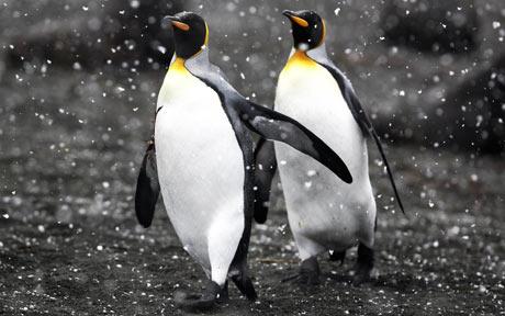 Penguins are not gay, they are just lonely
