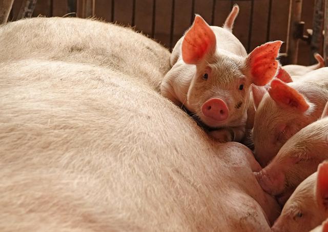 FILE PHOTO: Piglets are seen by a sow at a pig farm in Zhoukou, Henan province, China June 3, 2018. REUTERS/Stringer