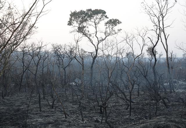 A view shows the burned forest in Taperas, an area where wildfires have destroyed hectares of forest near Robore, Bolivia, August 22, 2019. REUTERS/David Mercado