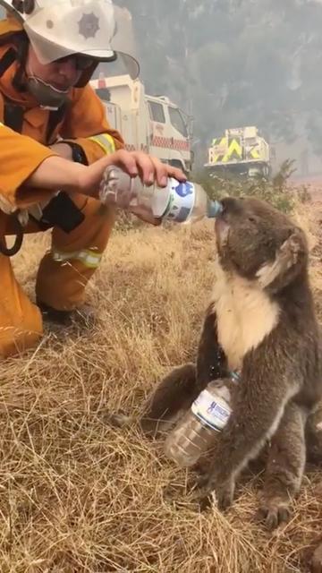 A koala drinks water offered from a bottle by a firefighter during bushfires in Cudlee Creek, south Australia, December 22, 2019, in this picture obtained from social media. Picture taken December 22, 2019.  Mandatory credit OAKBANK BALHANNAH CFS/via REUTERS