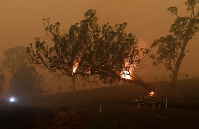 FILE PHOTO: A burning gum tree is felled to stop it from falling on a car in Corbago, as bushfires continue in New South Wales, Australia January 5, 2020. REUTERS/Tracey Nearmy/File Photo