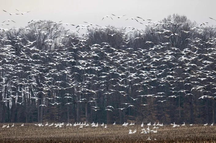 Bird flu is transmitted mainly by wild birds, like these snow geese in Ruthsberg, Md., in January 2023. <a href=https://www.gettyimages.com/detail/news-photo/snow-geese-take-off-from-a-field-in-ruthsburg-maryland-on-news-photo/1246532637 rel=nofollow noopener target=_blank data-ylk=slk:Photo by JIM WATSON/AFP via Getty Images;elm:context_link;itc:0 class=link >Photo by JIM WATSON/AFP via Getty Images</a> Bird flu is transmitted mainly by wild birds, like these snow geese in Ruthsberg, Md., in January 2023. <a href=https://www.gettyimages.com/detail/news-photo/snow-geese-take-off-from-a-field-in-ruthsburg-maryland-on-news-photo/1246532637 rel=nofollow noopener target=_blank data-ylk=slk:Photo by JIM WATSON/AFP via Getty Images;elm:context_link;itc:0 class=link >Photo by JIM WATSON/AFP via Getty Images</a>