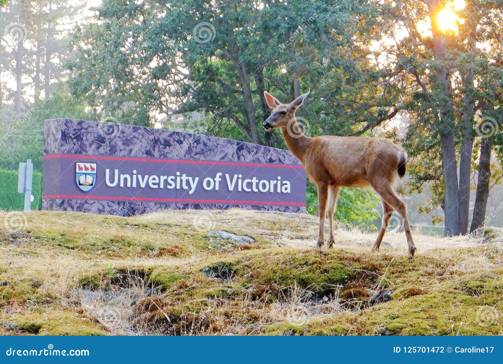 deer-victoria-university-there-many-streets-parks-bc-canada-125701472.jpg