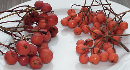 440px-Sorbus_aucuparia_fruit_comparison.jpg