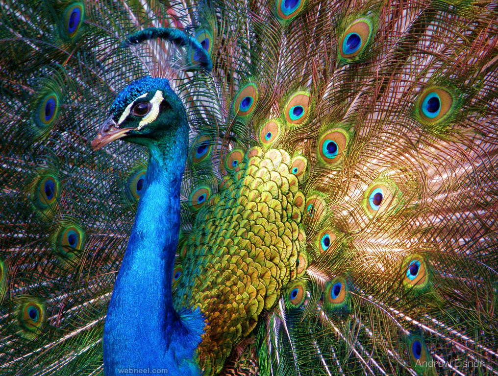 1-beautiful-peacock-photo-by-andrew-eisnor.jpg