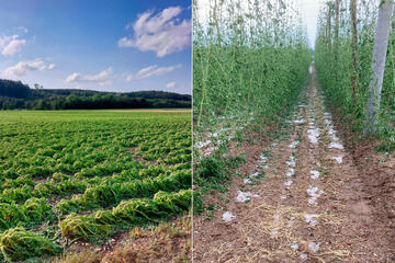 Damage to beets and hops in Bavaria after a storm Damage to beets and hops in Bavaria after a storm
