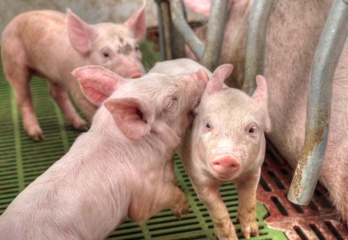 factory-farm-pigs.jpg