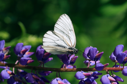cabbage-white-butterfly.jpg