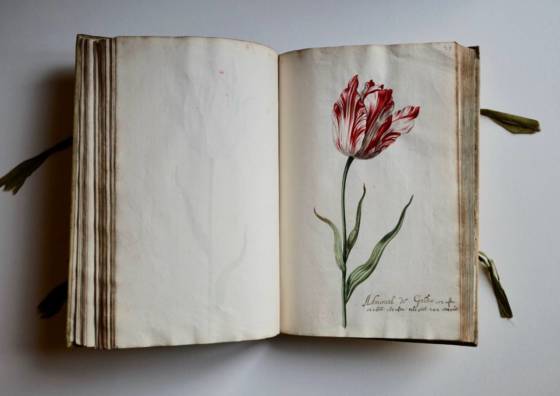 Pages-from-the-tulip-book-560x396.jpeg