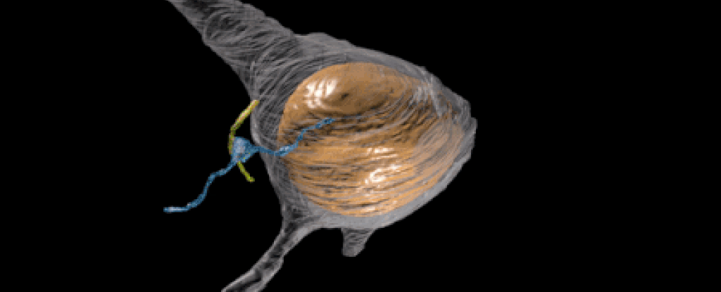 animation demonstrating the axo-ciliary synapse