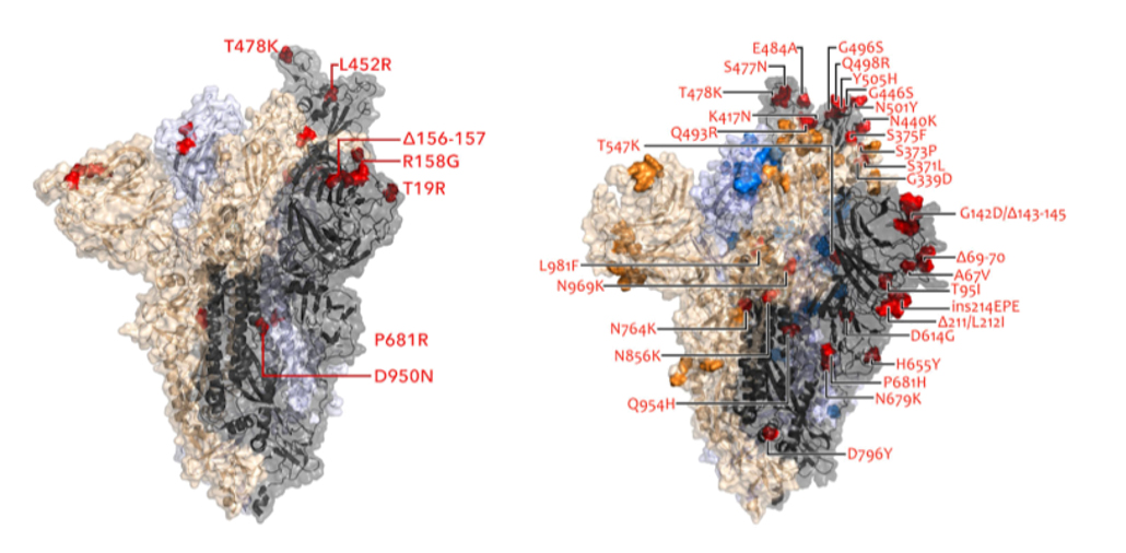 side-by-side diagrams of spike proteins from the omicron and delta variants showing mutations in red side-by-side diagrams of spike proteins from the omicron and delta variants showing mutations in red