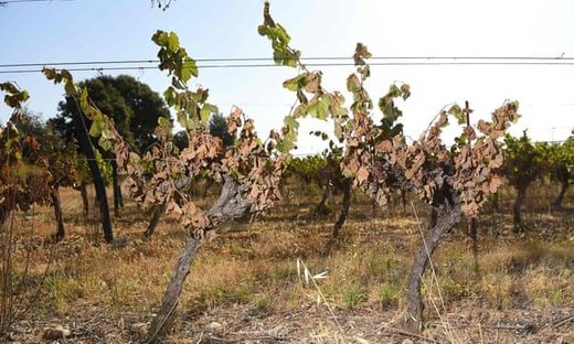 Vines badly burnt by the sun and heat in a vineyard in Sussargues, southern France