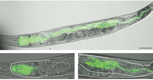 Caenorhabditis