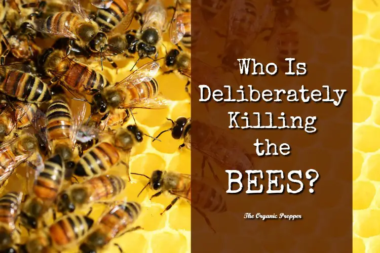 Who-Is-Deliberately-Killing-the-Bees.jpg