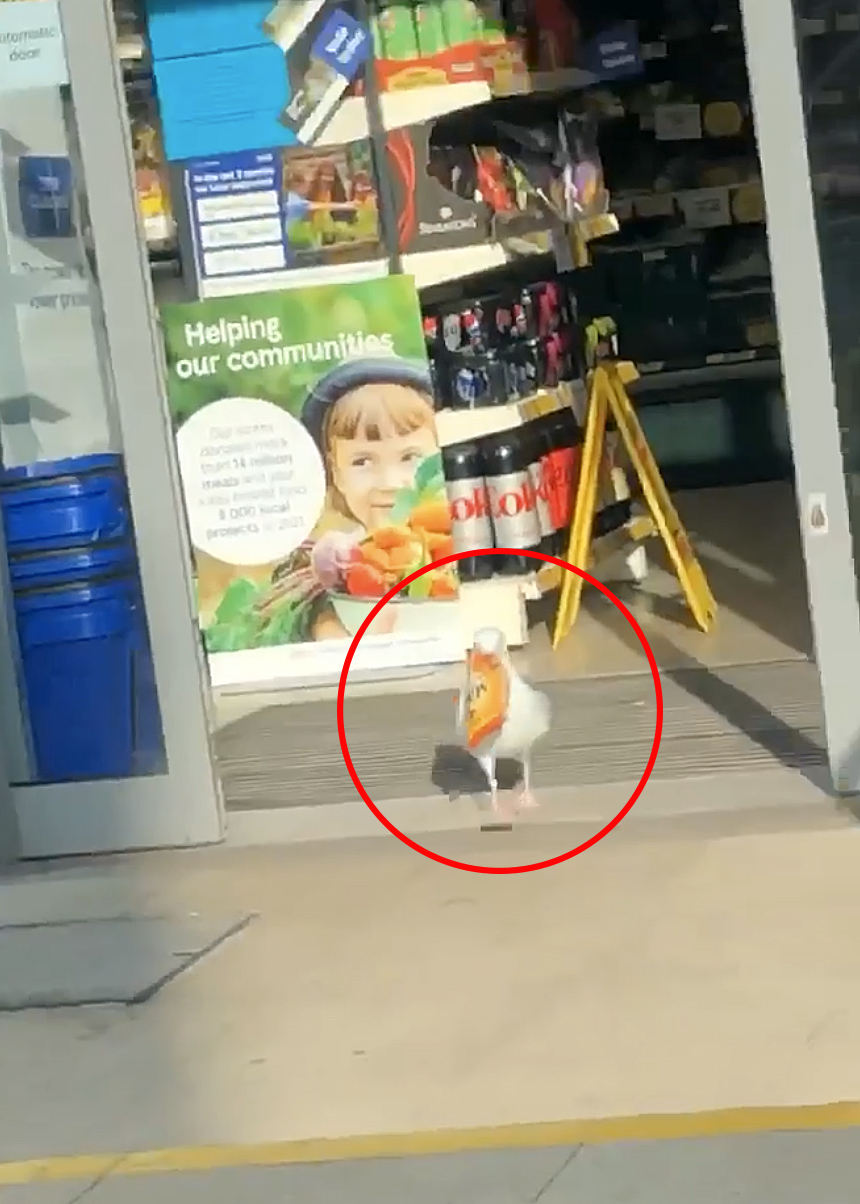 A seagull which has stolen £300 of snacks by regularly trotting into a Tesco has been caught on camera with its latest haul
